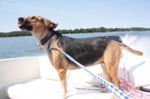 funny-dog-on-boat